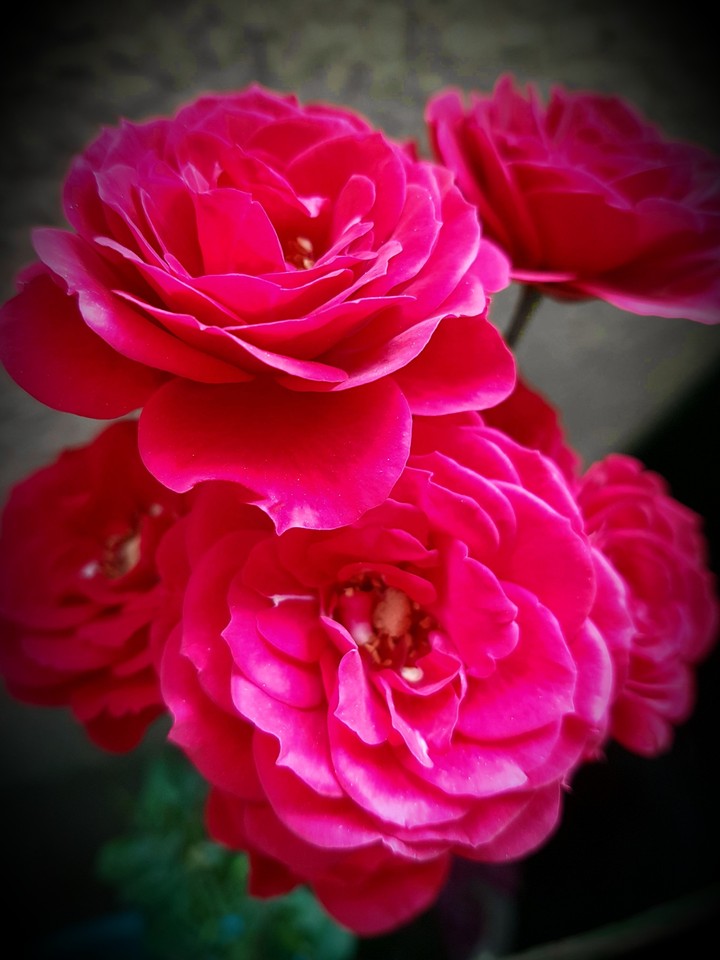 flores