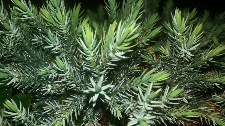 Green nature