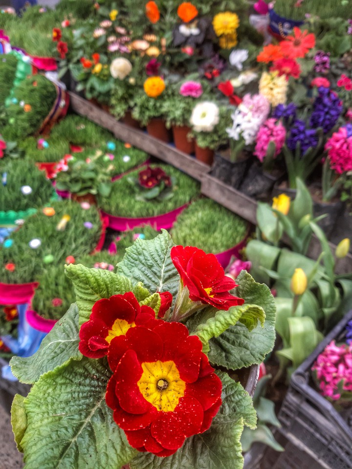 Fleurs