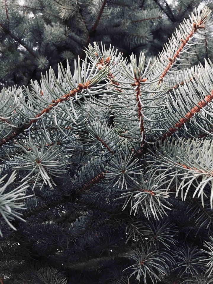 Spruce?