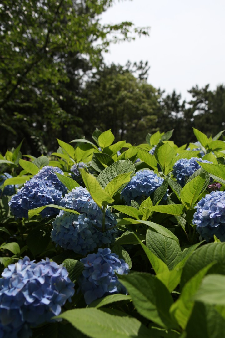 식물이미지