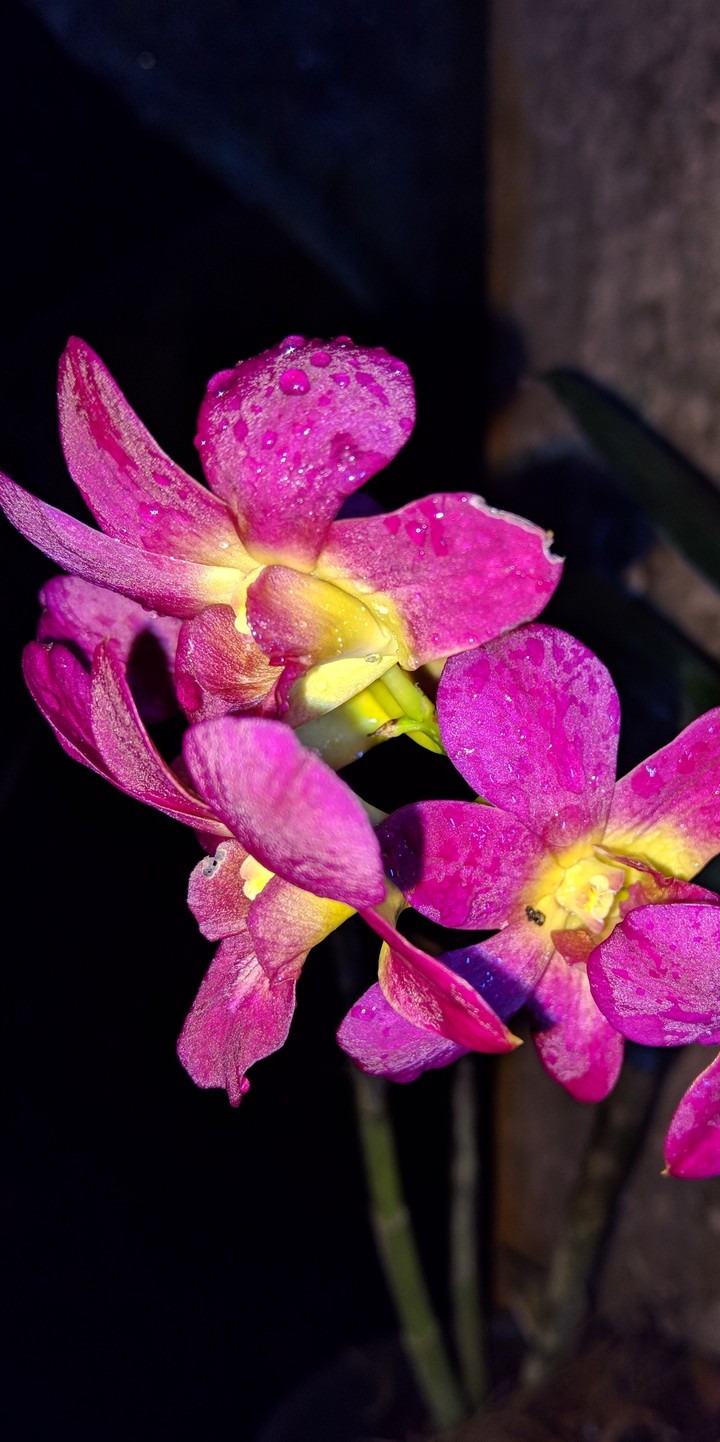 orchid