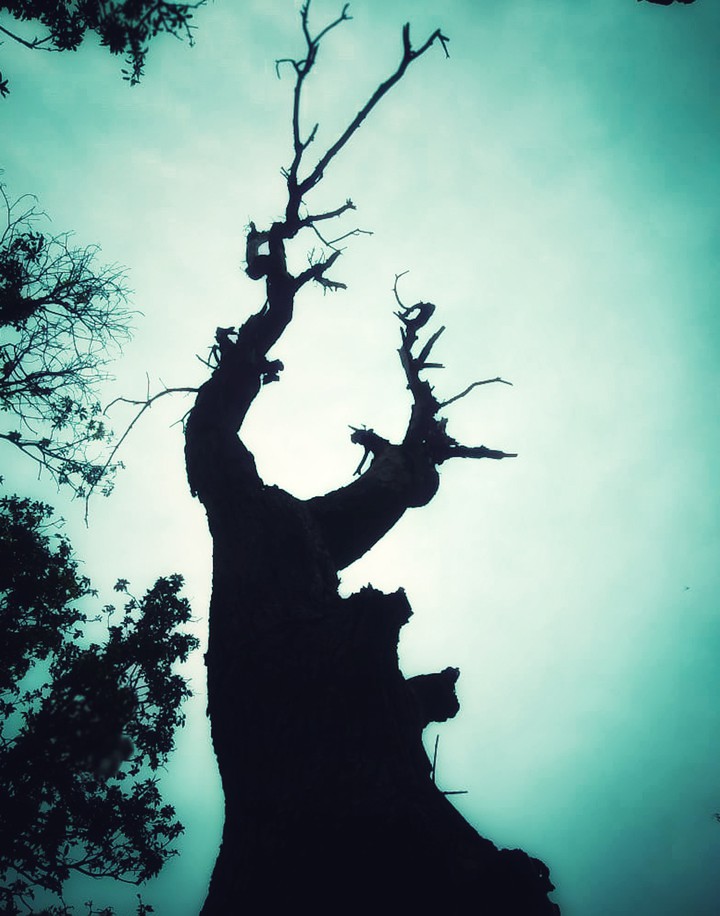 I'm Groot ....! Please like the post !