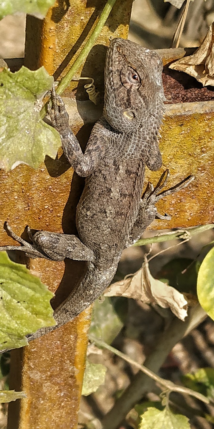 nature creature