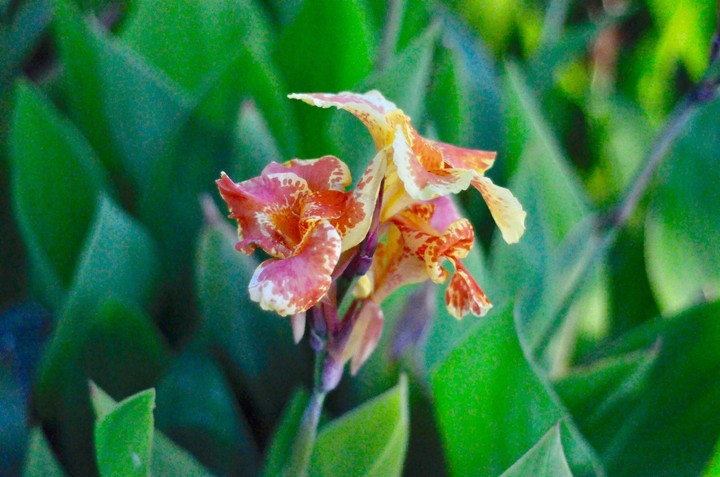 flower in the park