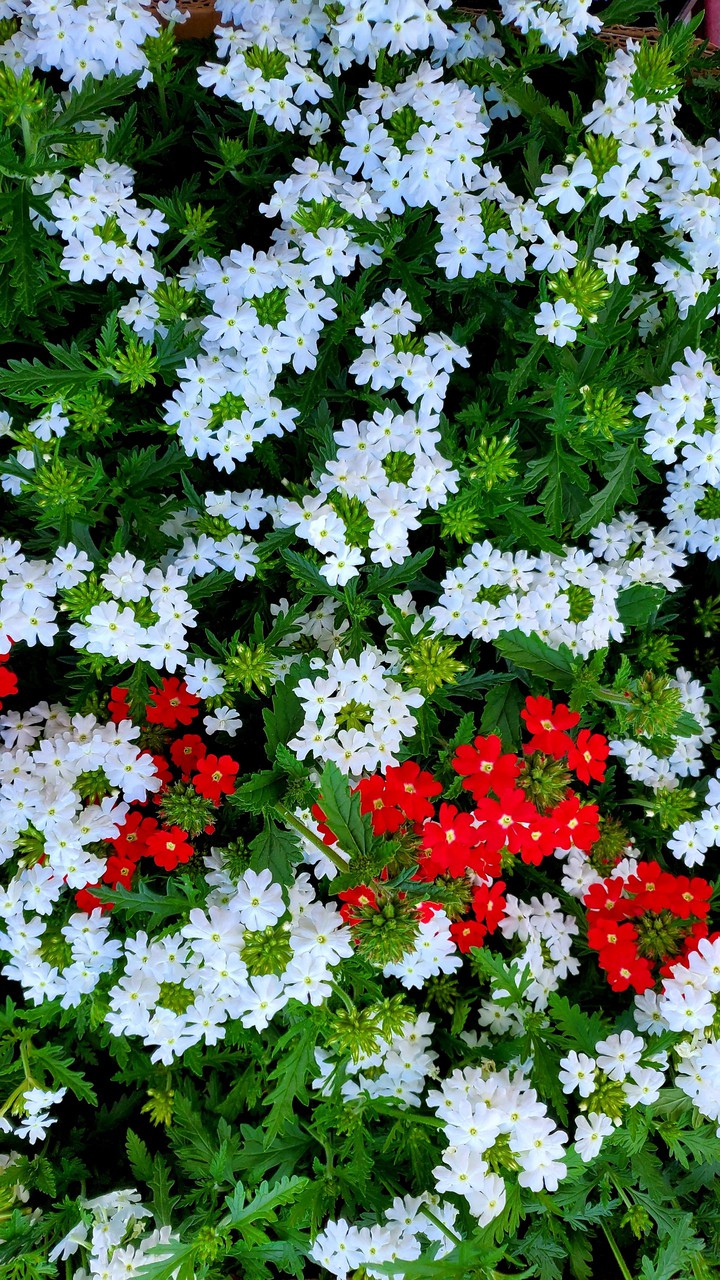 verbena