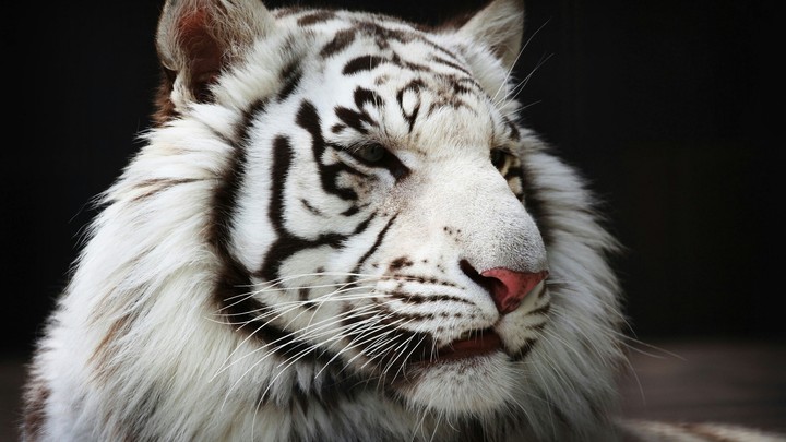 white beauty