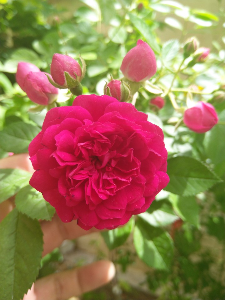 flower
