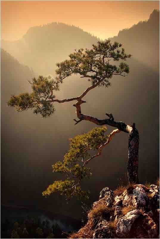 tree