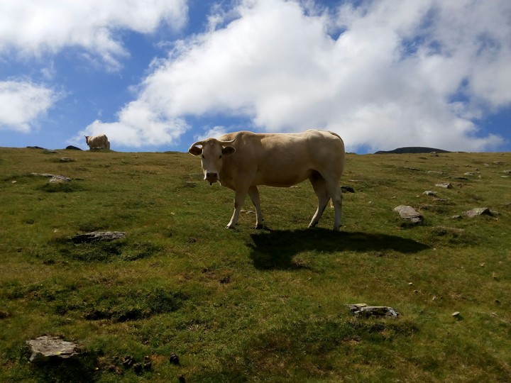 Pirineos