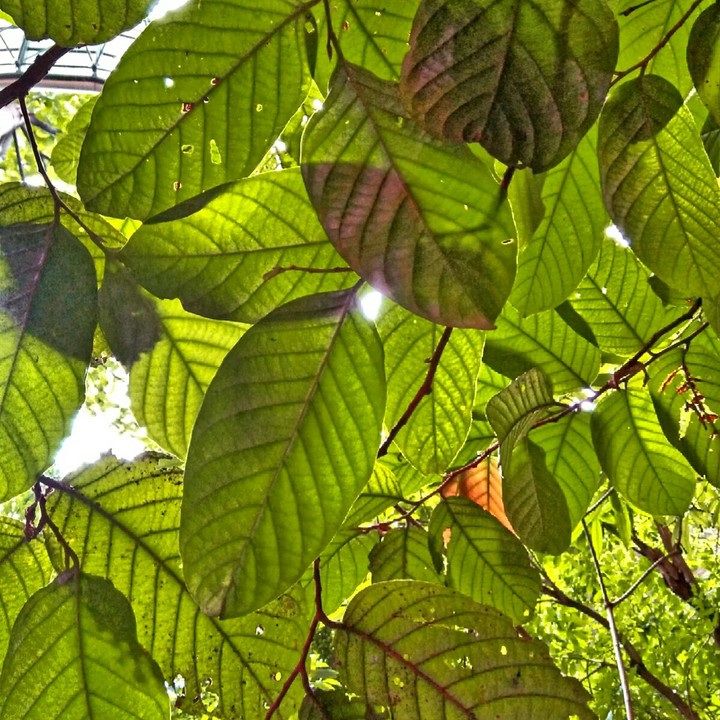 leaf