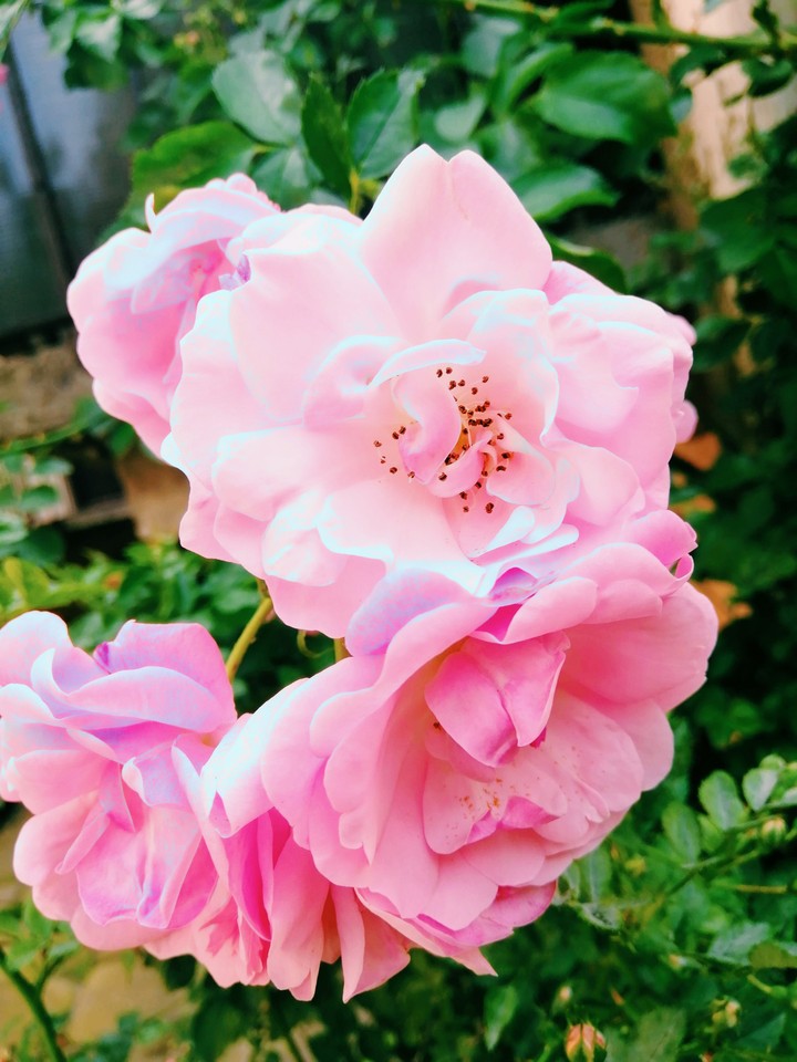rose