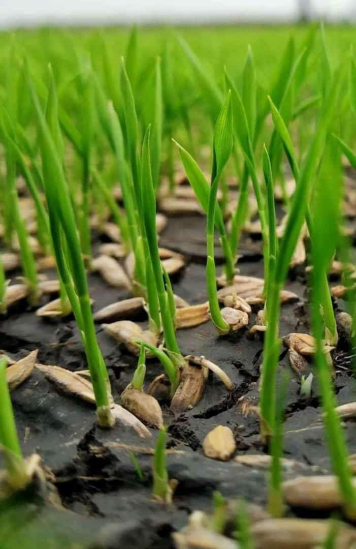 small paddy
