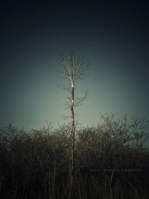 Treeacape !