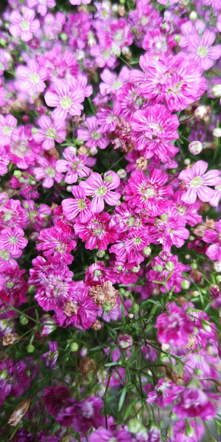 Blütenpracht in pink