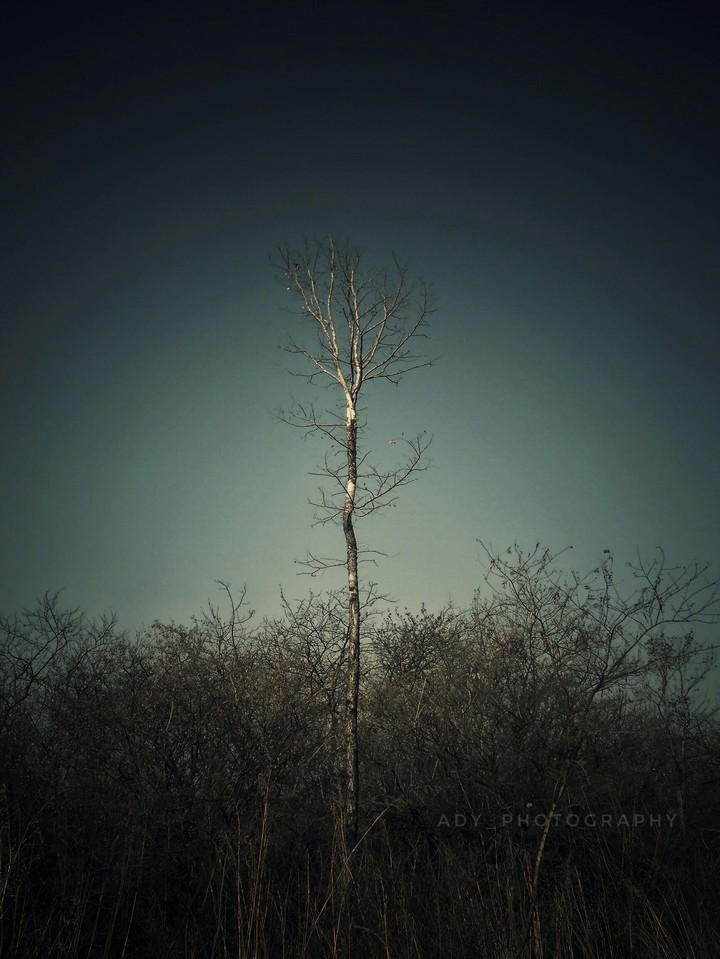 Treeacape !