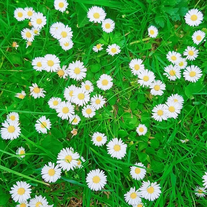 daisies