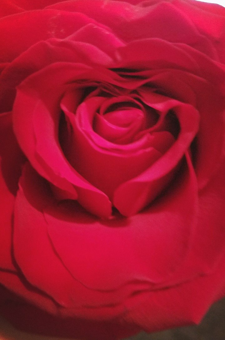 ❤️ Rose heart