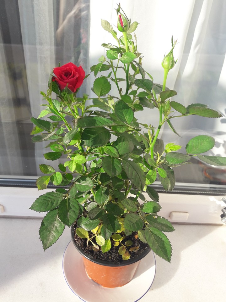 rose