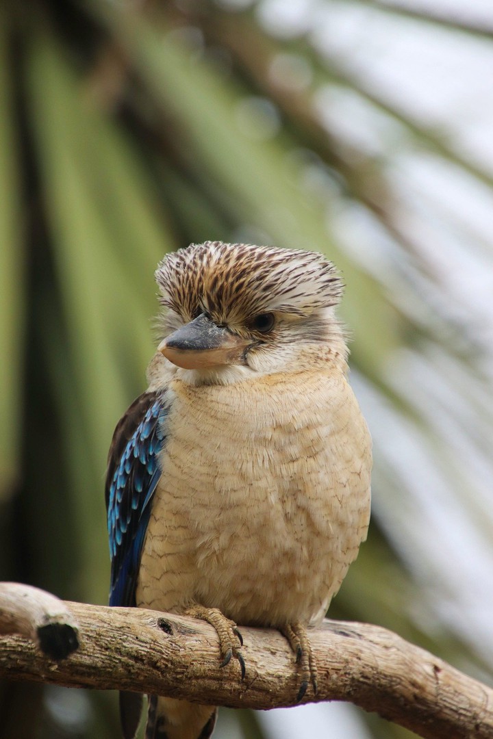 bird