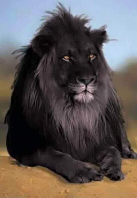 hermoso