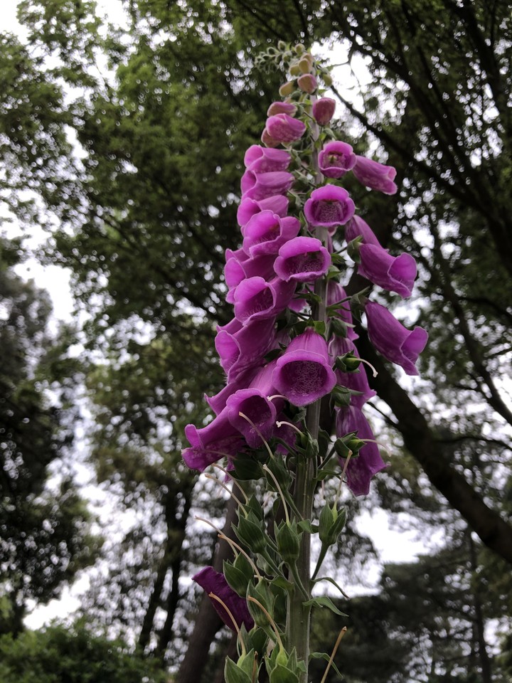 purple flowers 