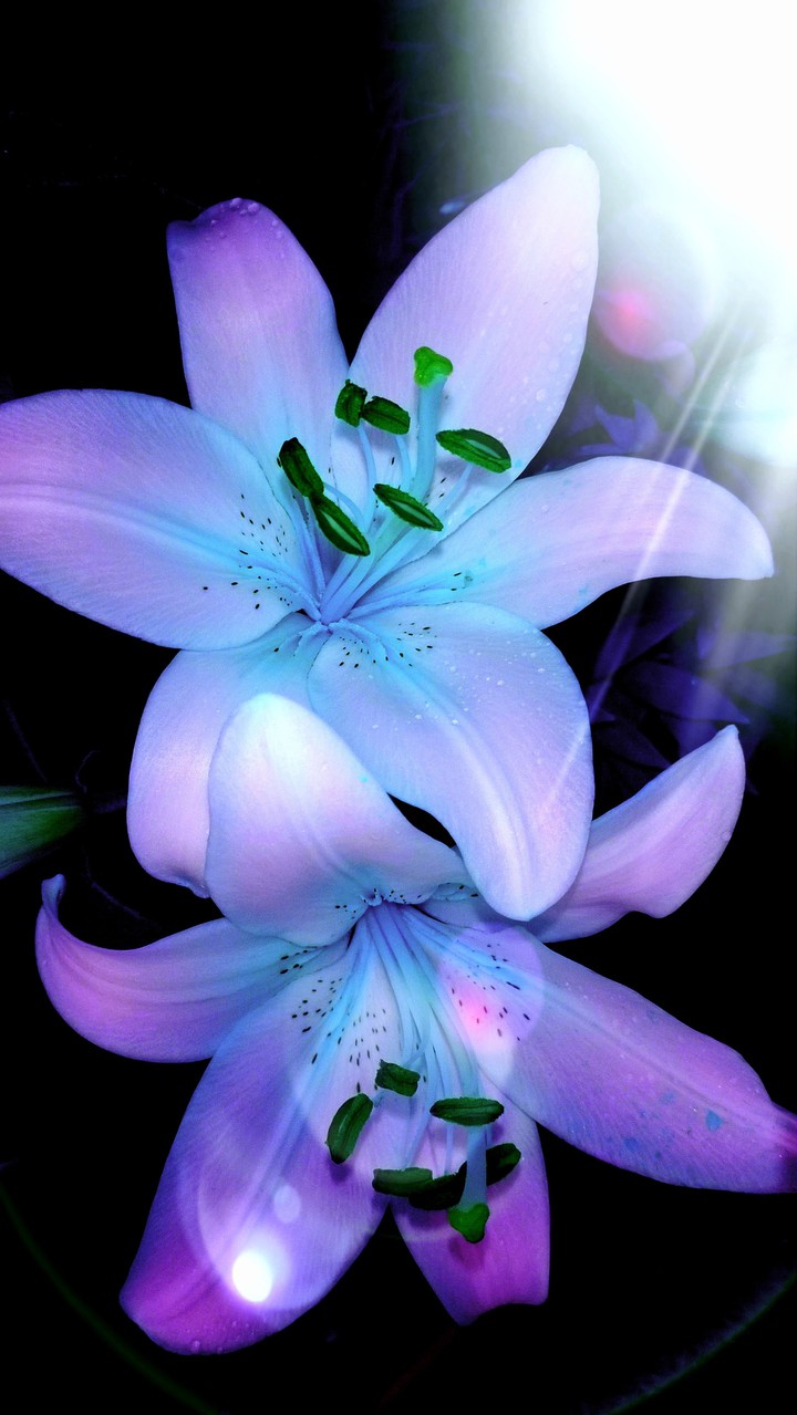 flowers at night