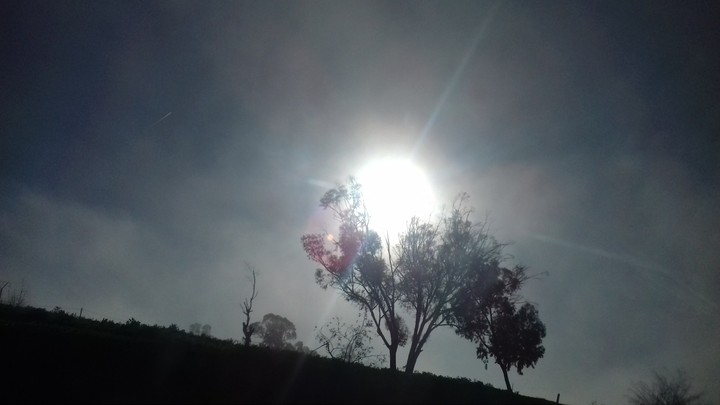 arbre