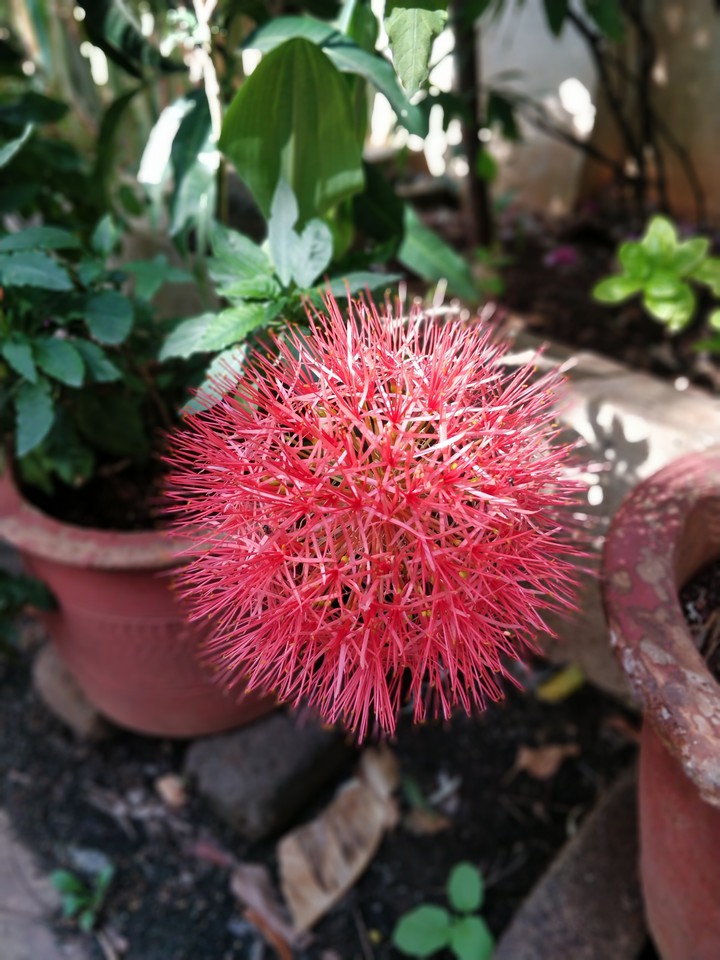 Multiflorous