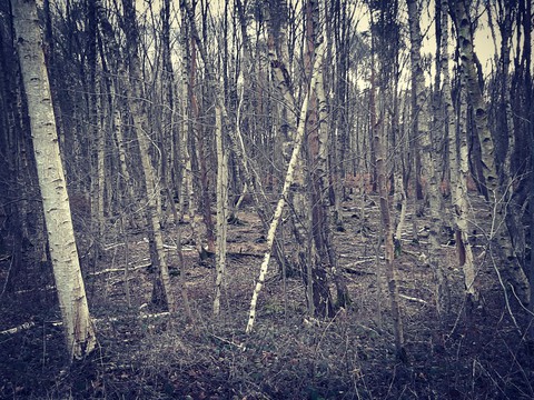 in the woods