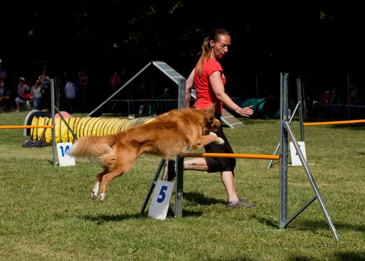 The Border Collie Because There Is No Better Dog