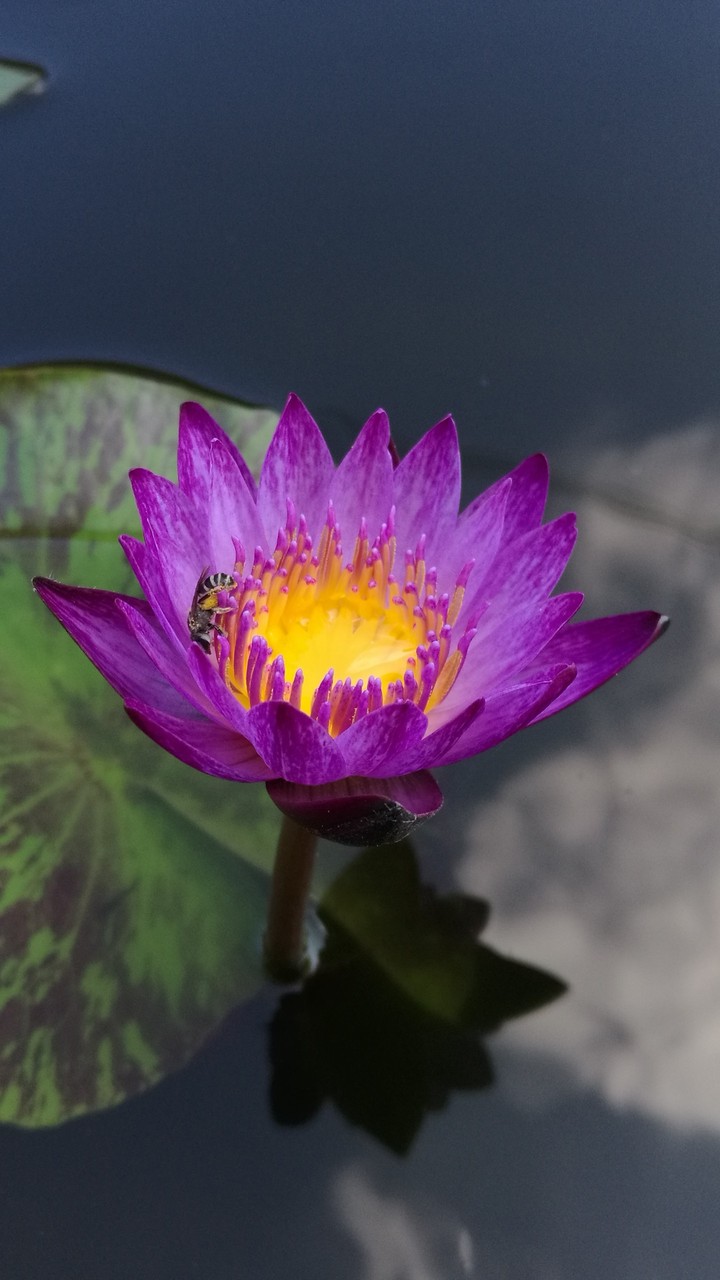 Bee on the purple lotus