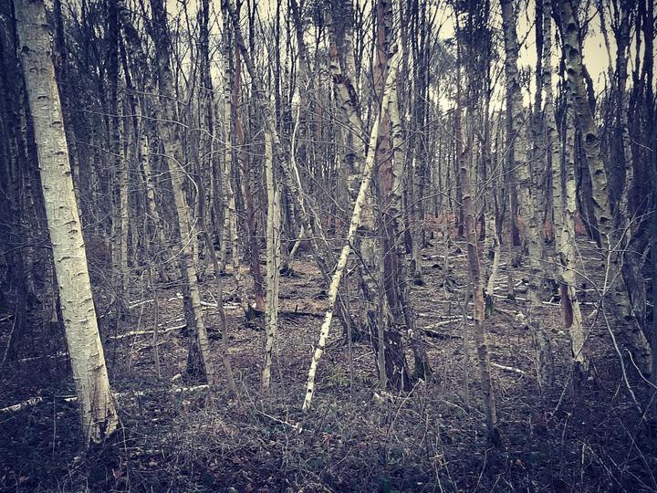 in the woods