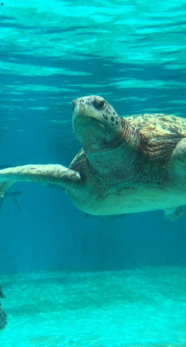sea turtle
