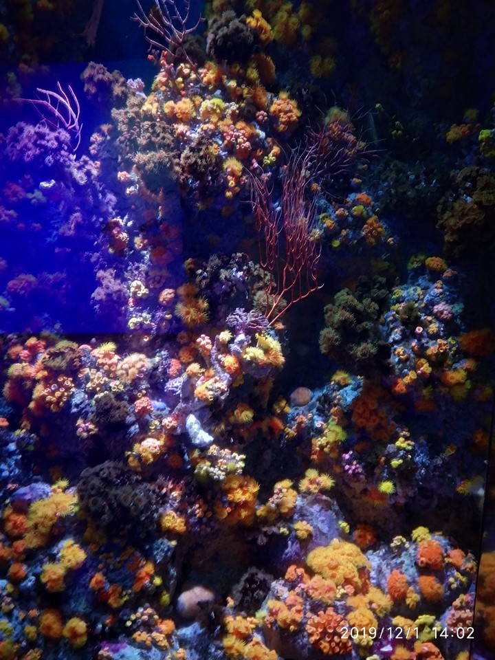 Sea Aquarium Sentosa