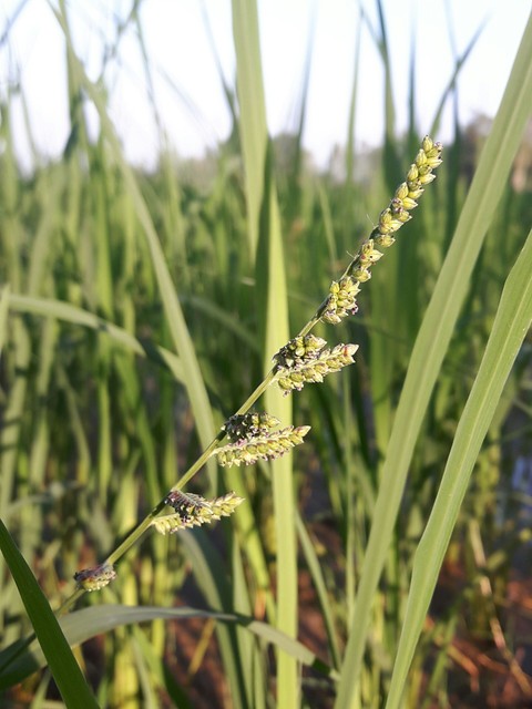 Rice Fields