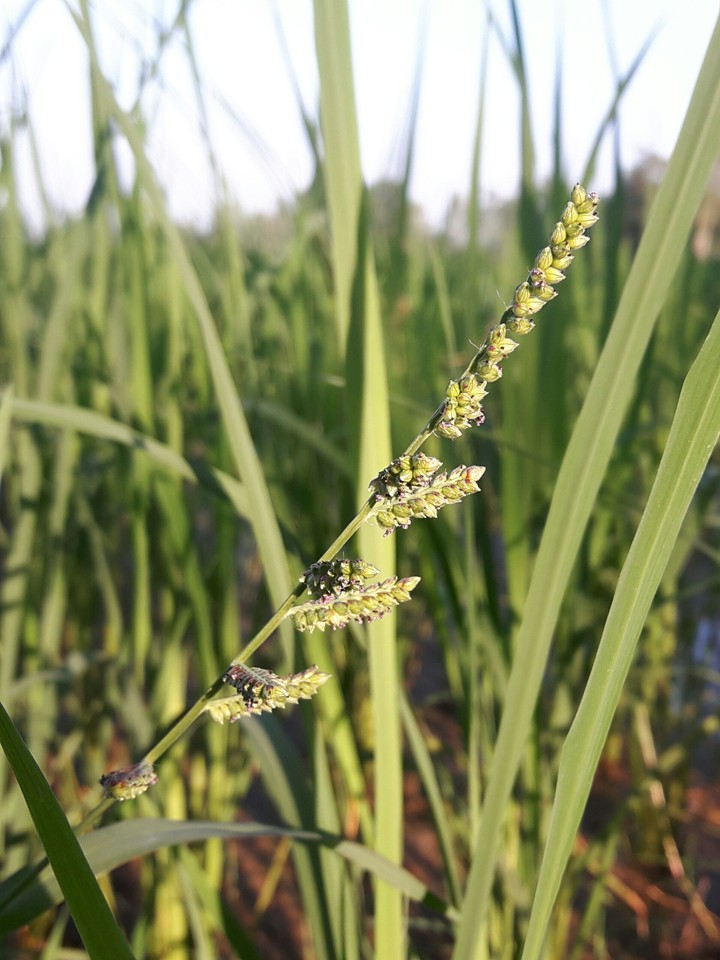 Rice Fields