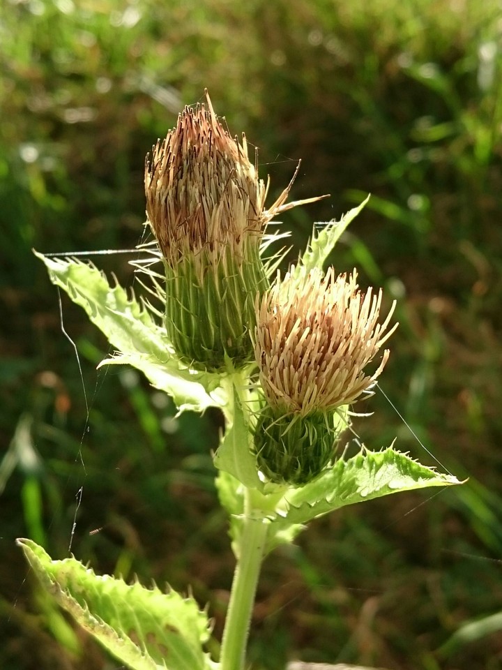 Distel