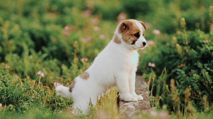 cute puppy