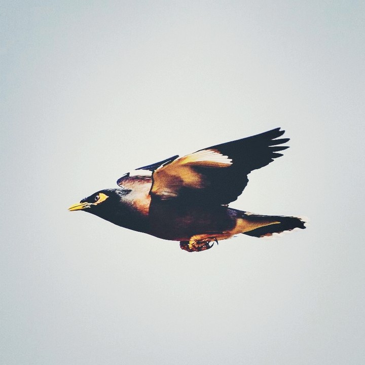 flight