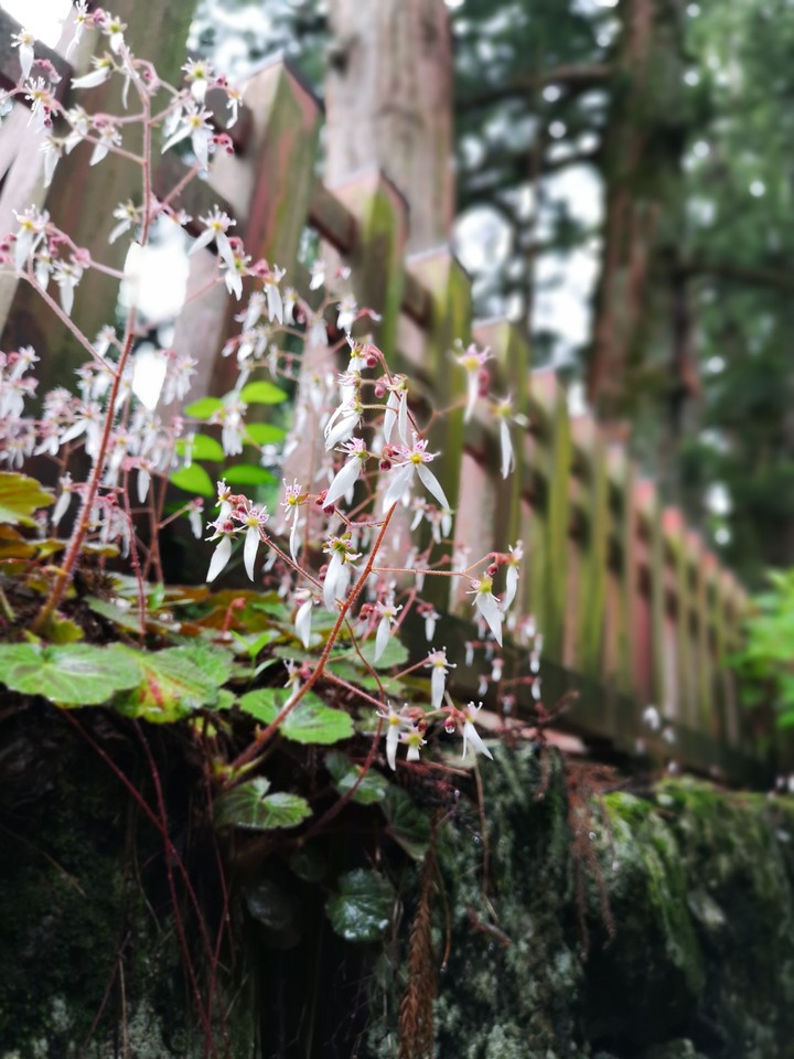 the wall and flower