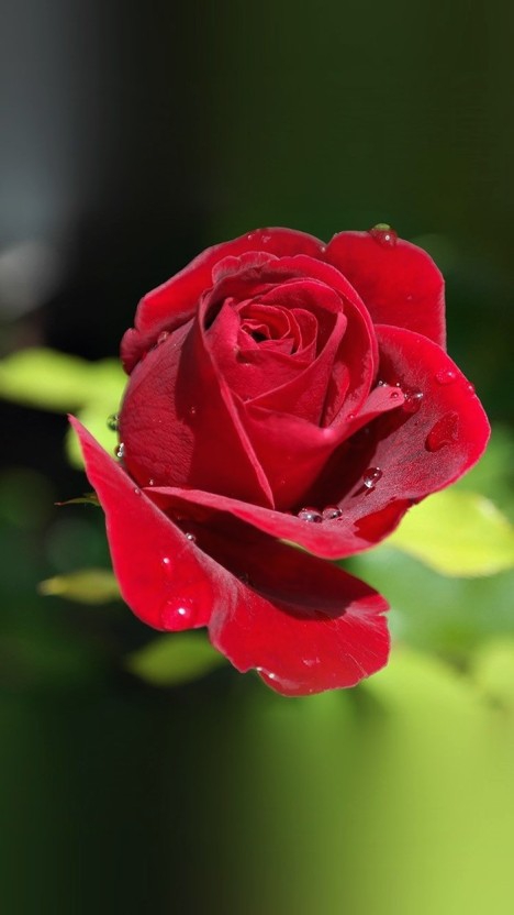 rose