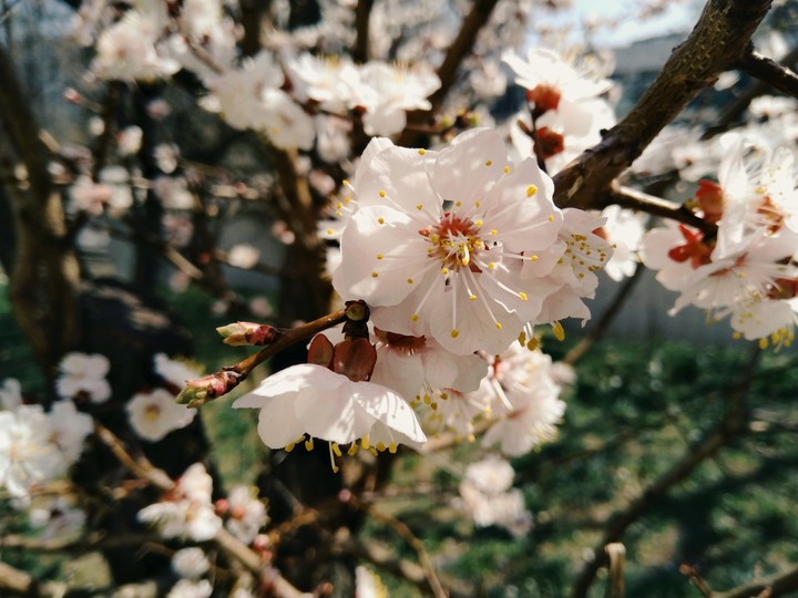Cherry blossom