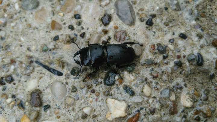 Jelenak - Lucanus cervus