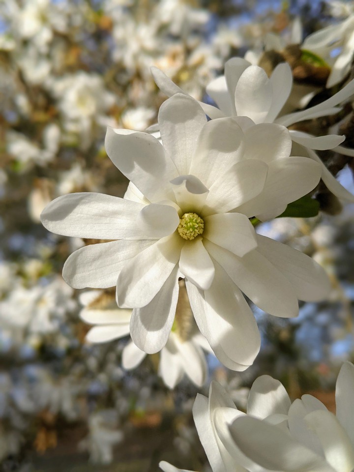 magnolia