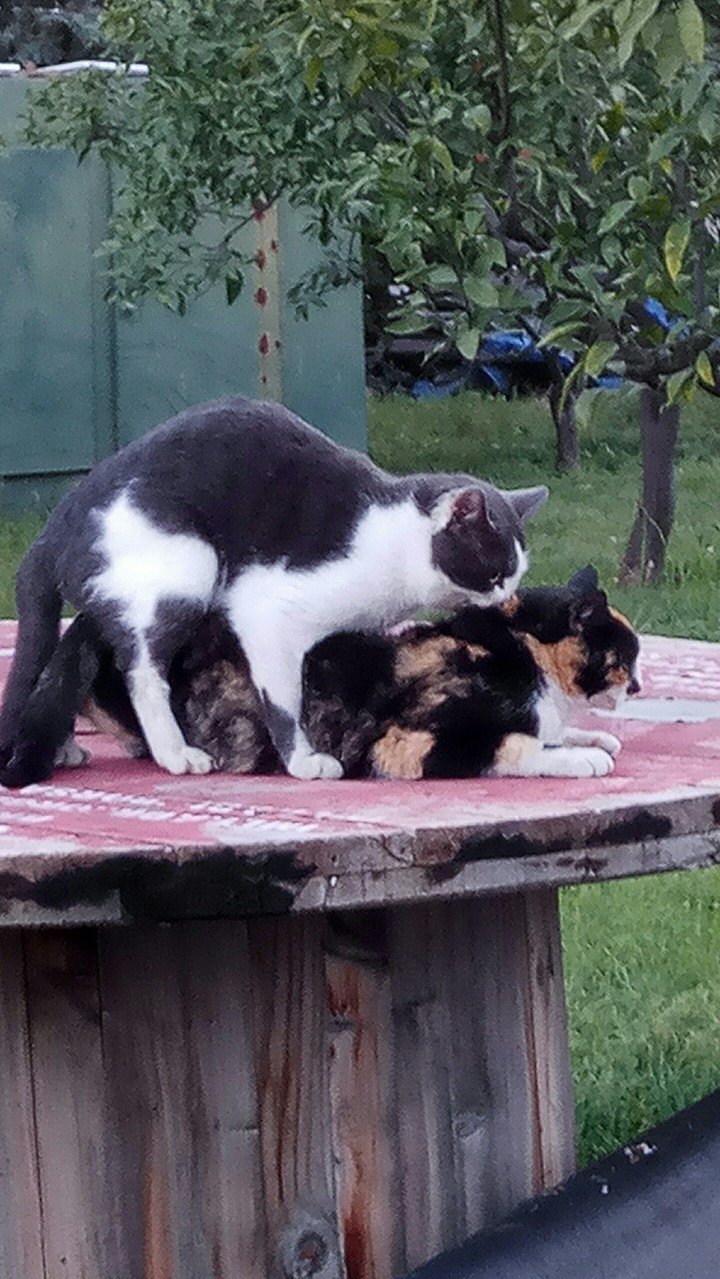 cat