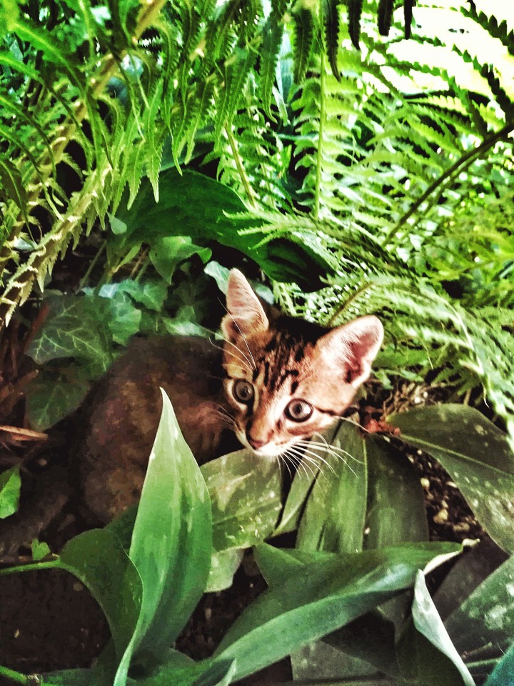 #Cat