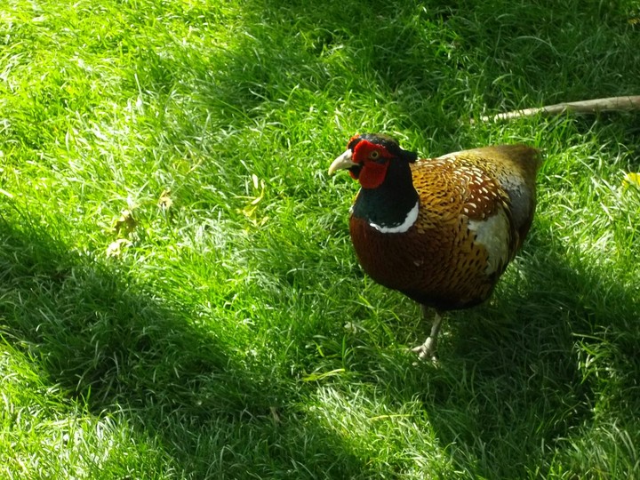 Iran,Tehran birds garden