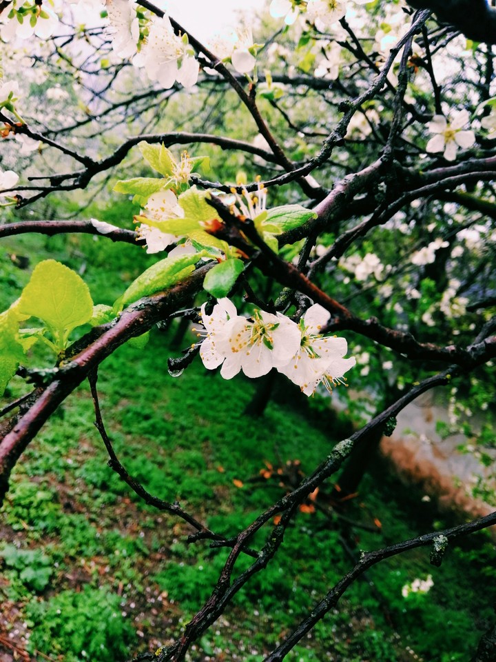 rain