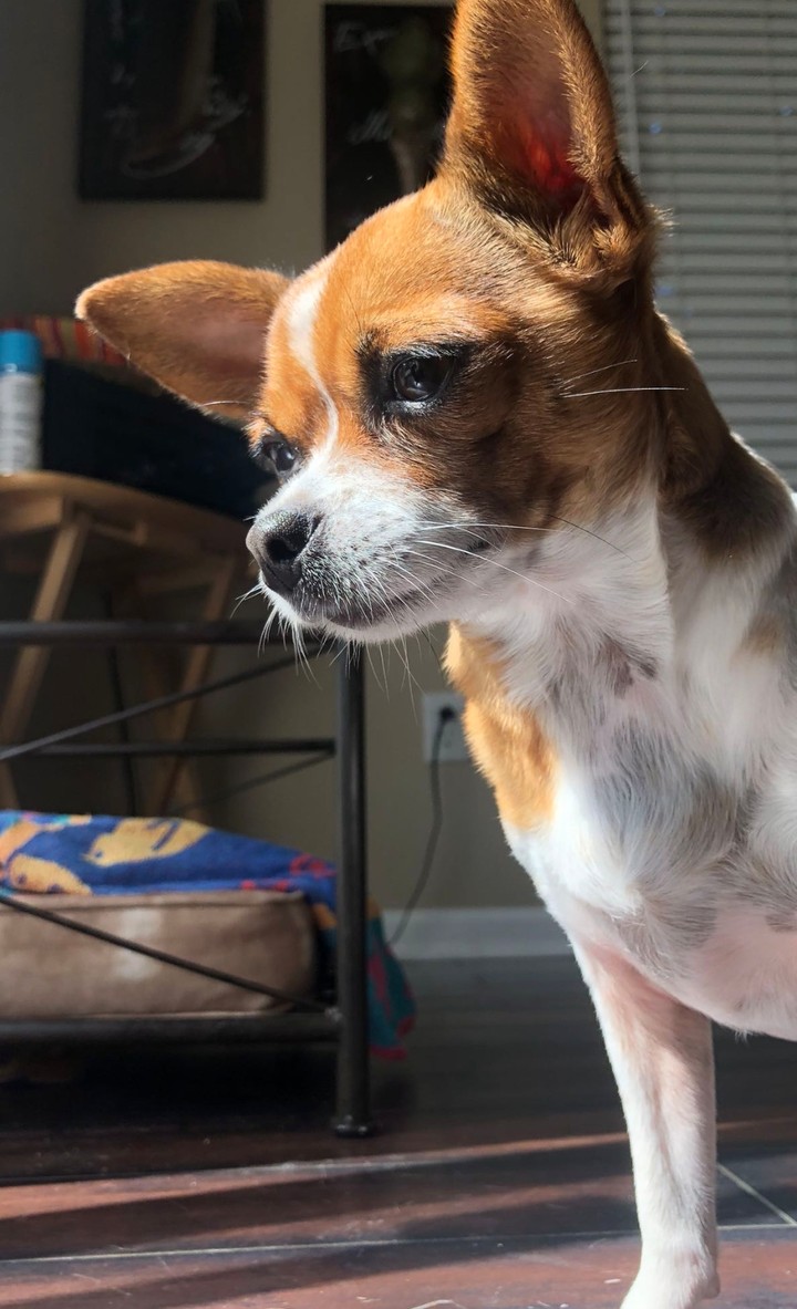 My friends dog
